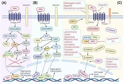 The therapeutic effect of traditional Chinese medicine on breast cancer through modulation of the Wnt/β-catenin signaling pathway